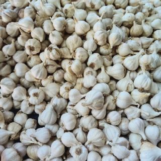 1kg tỏi Phan Rang