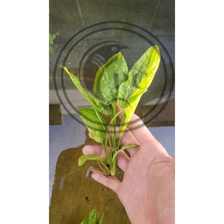Lan nước var thủy sinh