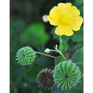 Hạt giống cây cối xay, 40 hạt hoặc cây giống cối xay