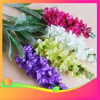 Hạt giống hoa phi yến - 50 hạt vietgar