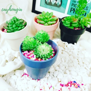 Chậu sứ trồng cây mini 1305