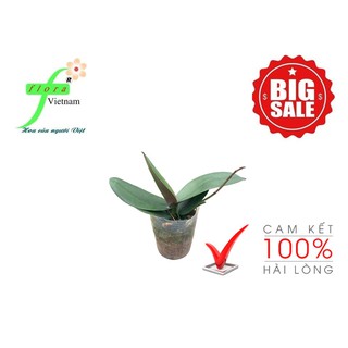 [SỐC, CỰC SỐC] COMBO 3 CÂY LAN HỒ ĐIỆP MÃN THIÊN HỒNG RA HOA CHUẨN TẾT NGUYÊN ĐÁN 2021