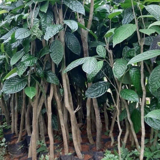 Cây trà hoa vàng 30cm đến 50cm