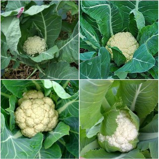 Hạt giống Súp lơ trắng – 0.2Gram/gói