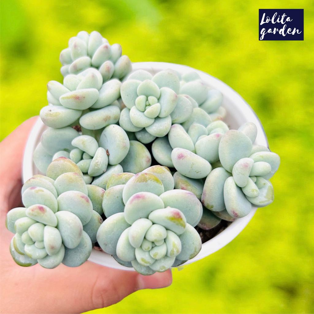 Sen đá sỏi thiên thanh Đà Lạt size trung bình 10 cm cây cảnh trang trí nhà cửa Lolita garden