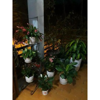 Kệ Cây Cảnh 5 Tầng
