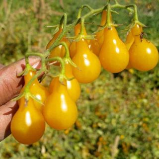 Hạt giống Cà Chua Hồ Lô Vàng - Đỏ - Socola