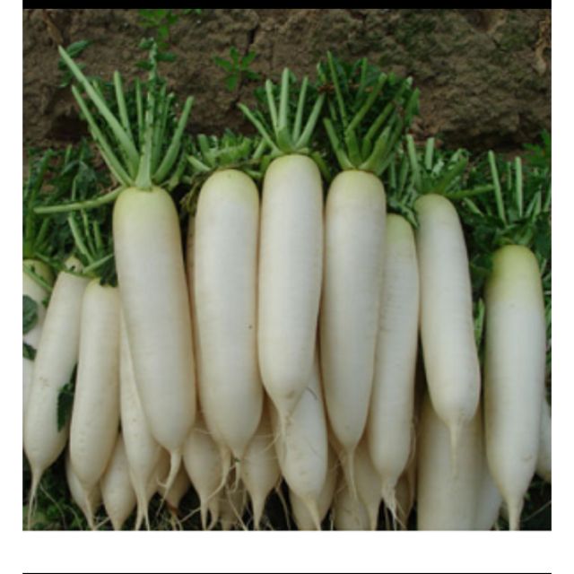 Hạt giống cải củ trắng (cải củ ăn củ) 20g