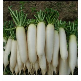 Hạt giống cải củ trắng (cải củ ăn củ) 20g