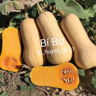 Bộ gói hạt giống Bí ăn ngọn