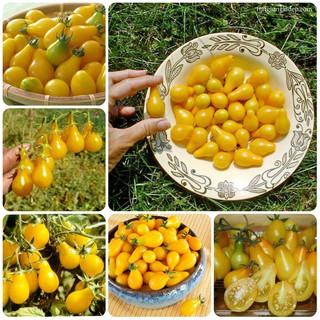 Hạt Giống Cà Chua Lê Vàng