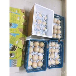 vỏ trứng đà điểu