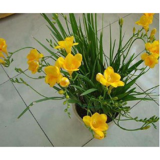 Củ giống hoa lan nam phi hoa màu vàng - 1 củ