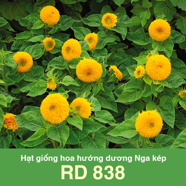 Hạt giống Hoa Hướng Dương Nga Kép RD 838 (1gr)