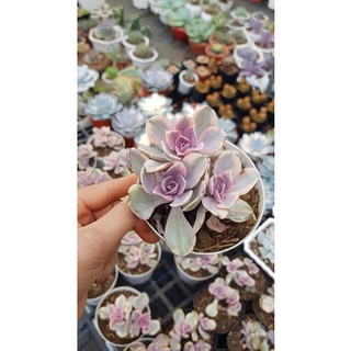 sen đá  hồng  dâu var