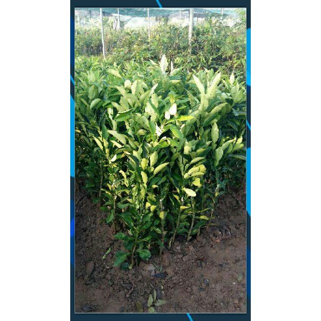 Cây cao 1m_Cây Bưởi Da Xanh Ruột hồng ghép nhanh cho trái. Thanh Ngọt, Sai Quả SAMSON GARDEN