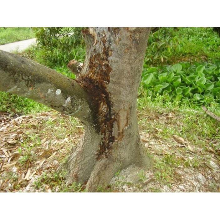 Combo phòng trừ vàng lá thối rễ, nứt thân sì mủ và nấm bệnh Eddy 72 WP 50 gam + Super Humic Hợp Trí 250 gam