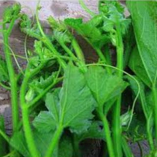 20gram HẠT GIỐNG BÍ SIÊU NGỌN