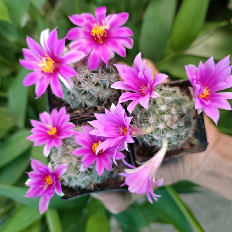 Sale 50%- Xương rồng mammi grahamii cực sai hoa.