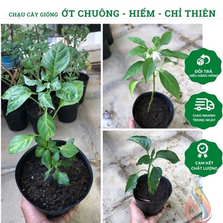 Chậu cây giống ớt chuông - ớt hiểm - ớt chỉ thiên