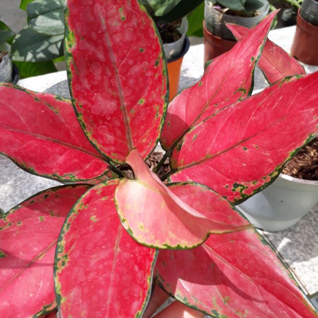 🍓 Cây Hồng Phát Lộc ( lá đỏ đậm )🍓