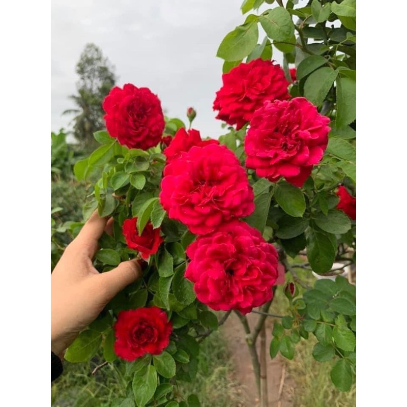 Hoa hồng ngoại Red Leonardo Da Vinci - cây nguyên chậu