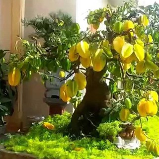 Hạt giống cây Khế Bonsai - 5 Hạt
