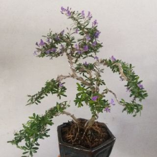 Cây Linh sam bonsai mini