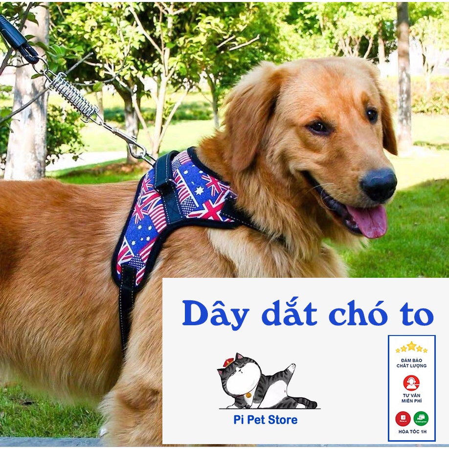 Dây dắt chó to có Đệm Ngực tiện dụng