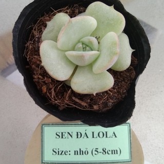 Sen đá lola - size nhỏ (5-8cm)
