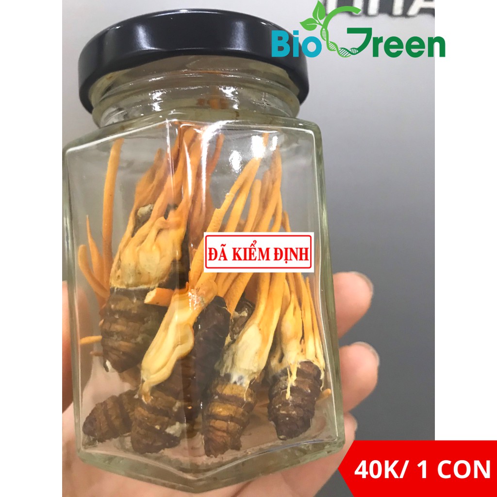 Đông Trùng Hạ Thảo Ký Chủ Nhộng Tằm Biogreen Ngâm Rượu