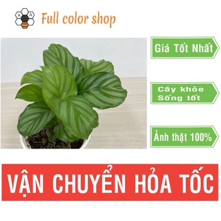 Cây đuôi công táo xanh