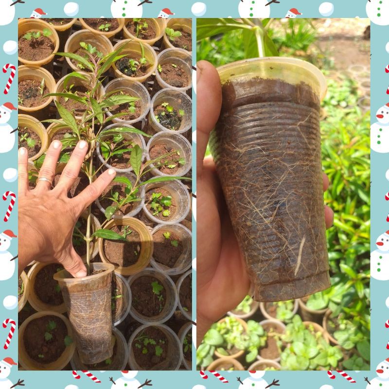 Cây Hoàn Ngọc Đỏ