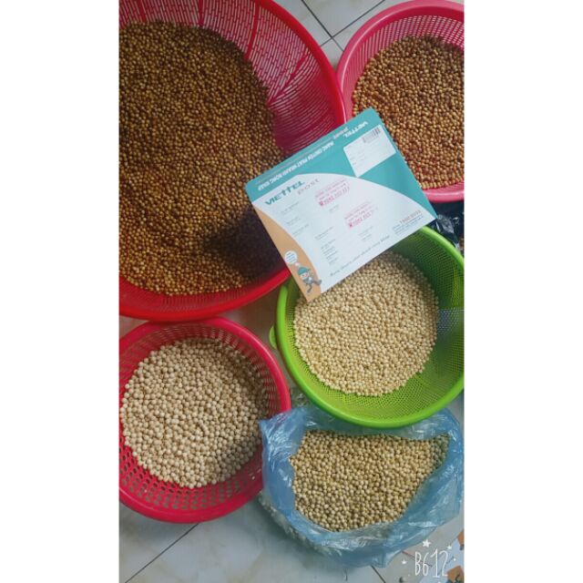 hạt gỗ dâu tằm