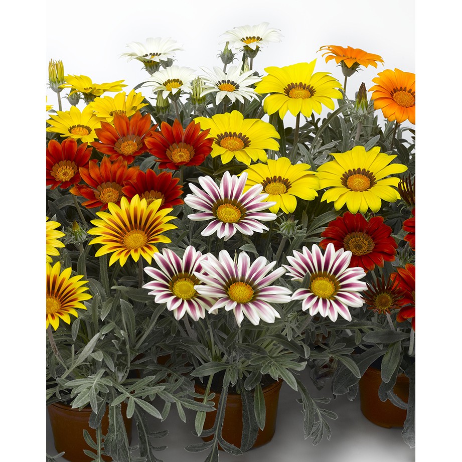 Hạt Giống Hoa Cúc Huân Chương Mix Nhiều Màu  -