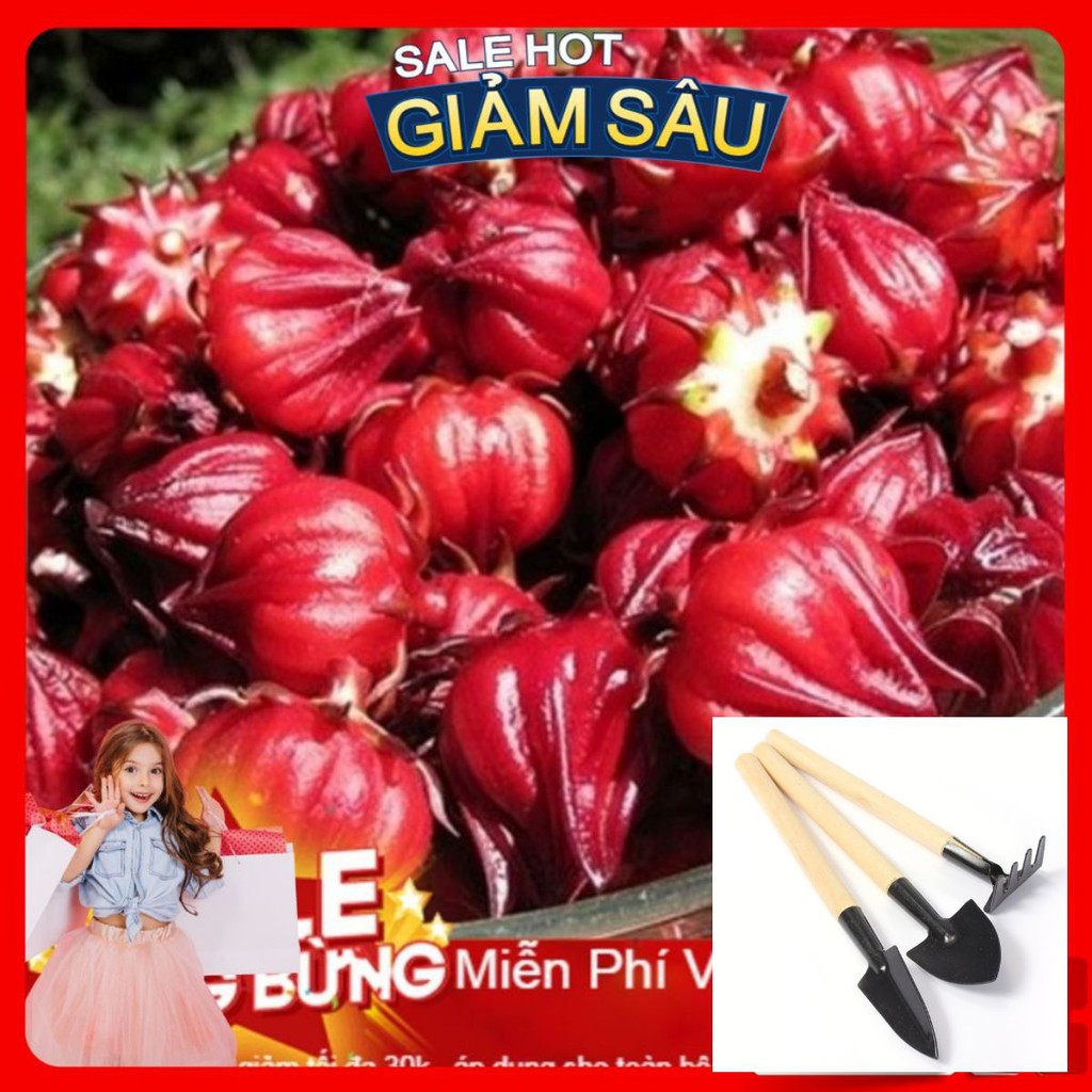 Hạt Giống Atiso Đỏ - 10 Hạt / Gói - Tặng Kèm Bộ Dụng Cụ Trồng Cây Mini