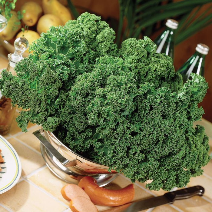 [HG Mỹ] Hạt giống Kale Xoăn Xanh Nhập Khẩu Mỹ - 400 hạt nảy mầm &gt;95%