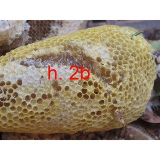 [0.5 Lít] MẬT ONG RỪNG - EAPAL- EAKAR- ĐAK LAK