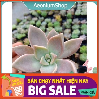 Sen đá ma size mini 👻 xuất xứ đà lạt, lỗi 1 đổi 1 💪
