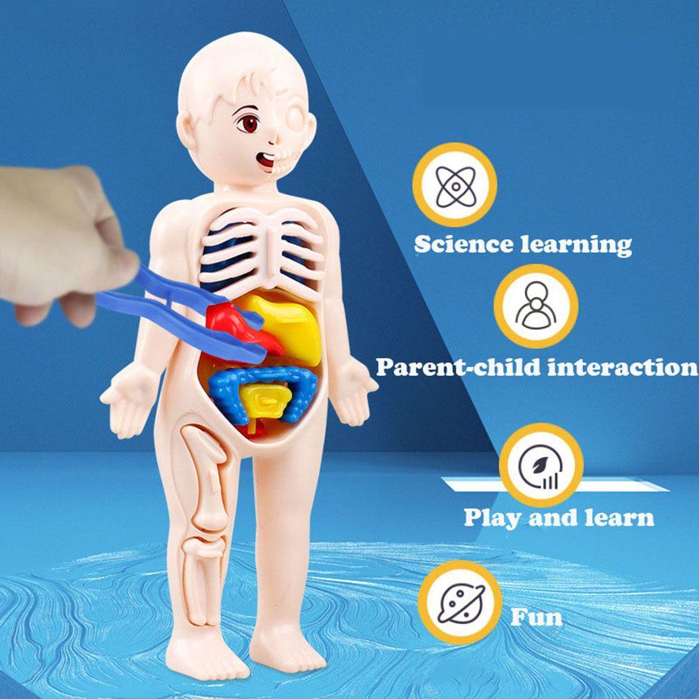 Mô Hình Cơ Thể Người Bằng Nhựa Theo Phương Pháp Montessori