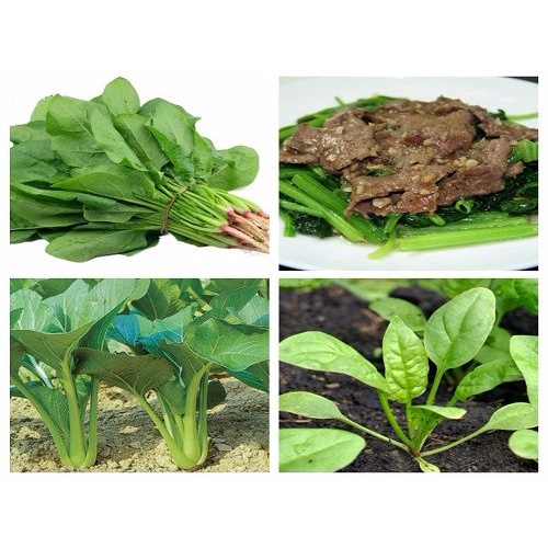 Shop 1K - Hạt Giống Rau Cải Bó Xôi Chịu Nhiệt - Rau Chân Vịt - Tỉ lệ nảy mầm ĐẠT 99%