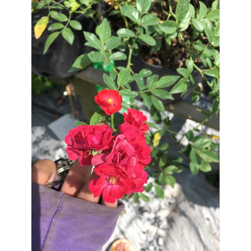 Hồng red fairy