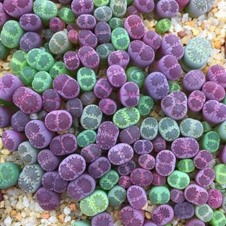 Mua 10 tặng 1- lithops tím dòng sato's violet, sen đá mông tim size 1-1,5cm