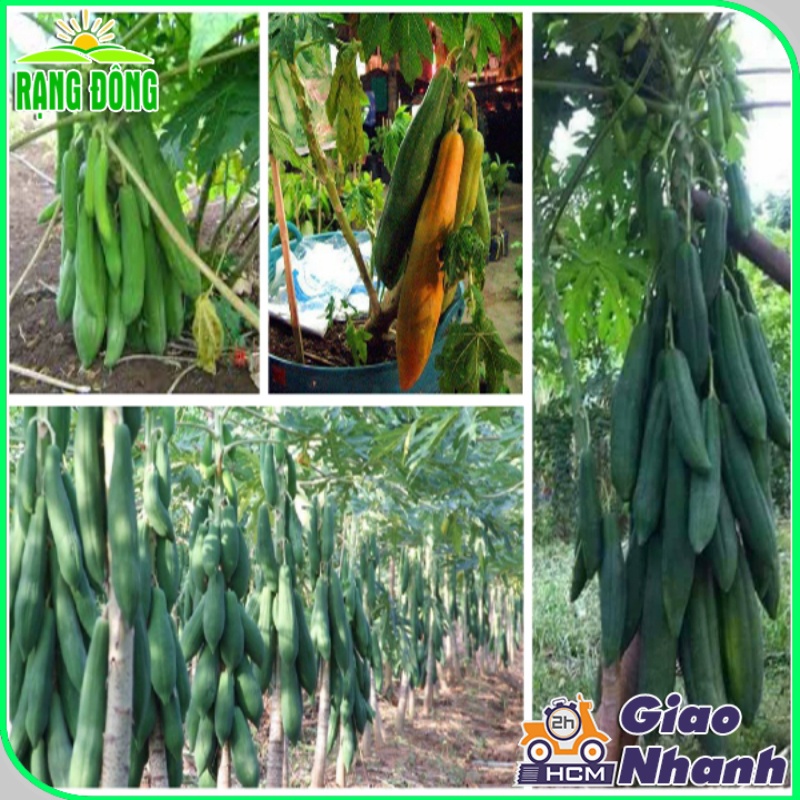 Hạt giống Đu Đủ Dài Phuket - giống Đu Đủ trái dài, sai quả trồng quanh năm - Hạt giống Rạng Đông