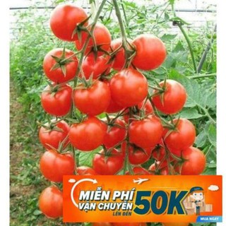 1g Hạt giống Cà chua bi (tặng gói kích nẩy mầm và hướng dẫn)