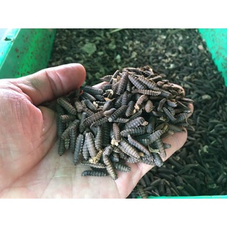KÉN RUỒI LÍNH ĐEN (SÂU CANXI) 200GR