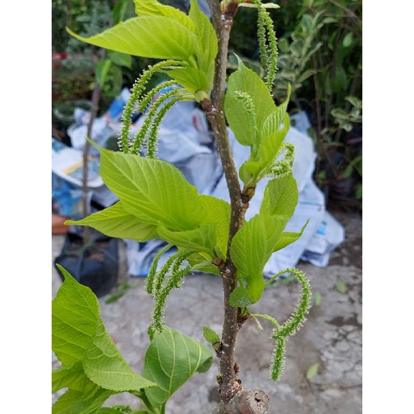 Dâu đài loan trái dài