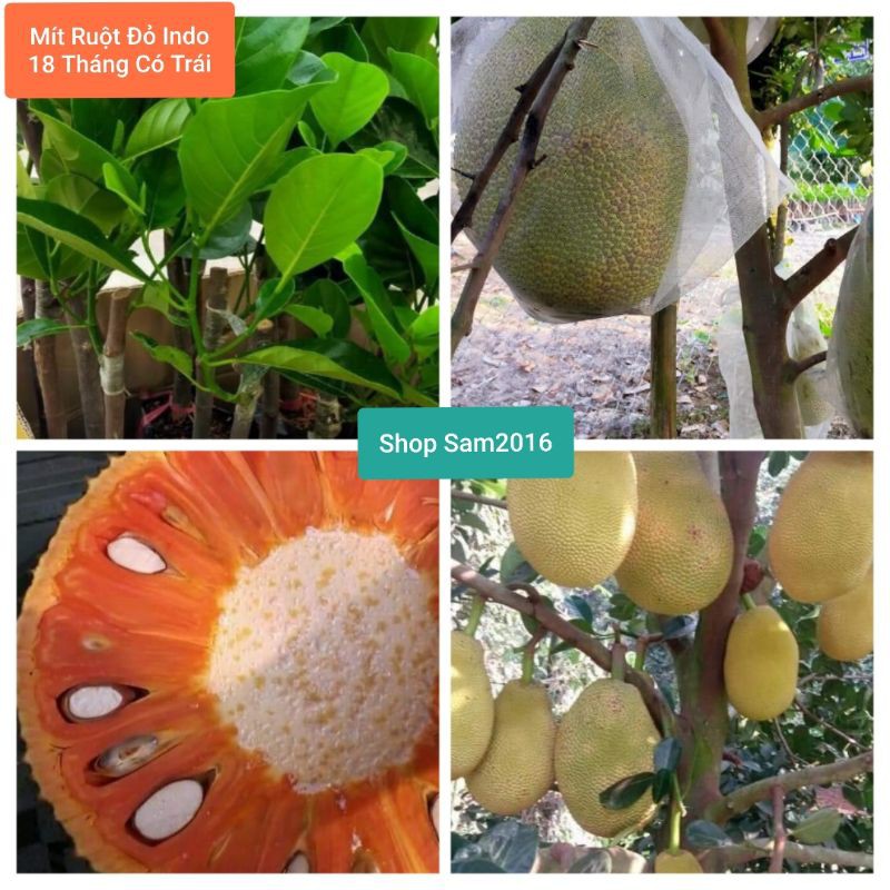 ComBo 2 Cây Mít Ruột Đỏ Indo 18 Tháng Có Trái Không Sơ Đen