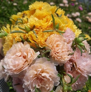 Hoa sam và mười giờ