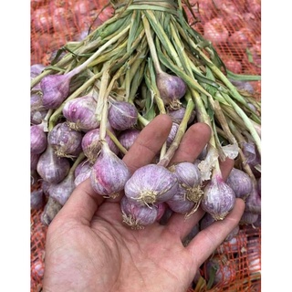 (1kg) TỎI BẮC SIÊU THƠM NGON.